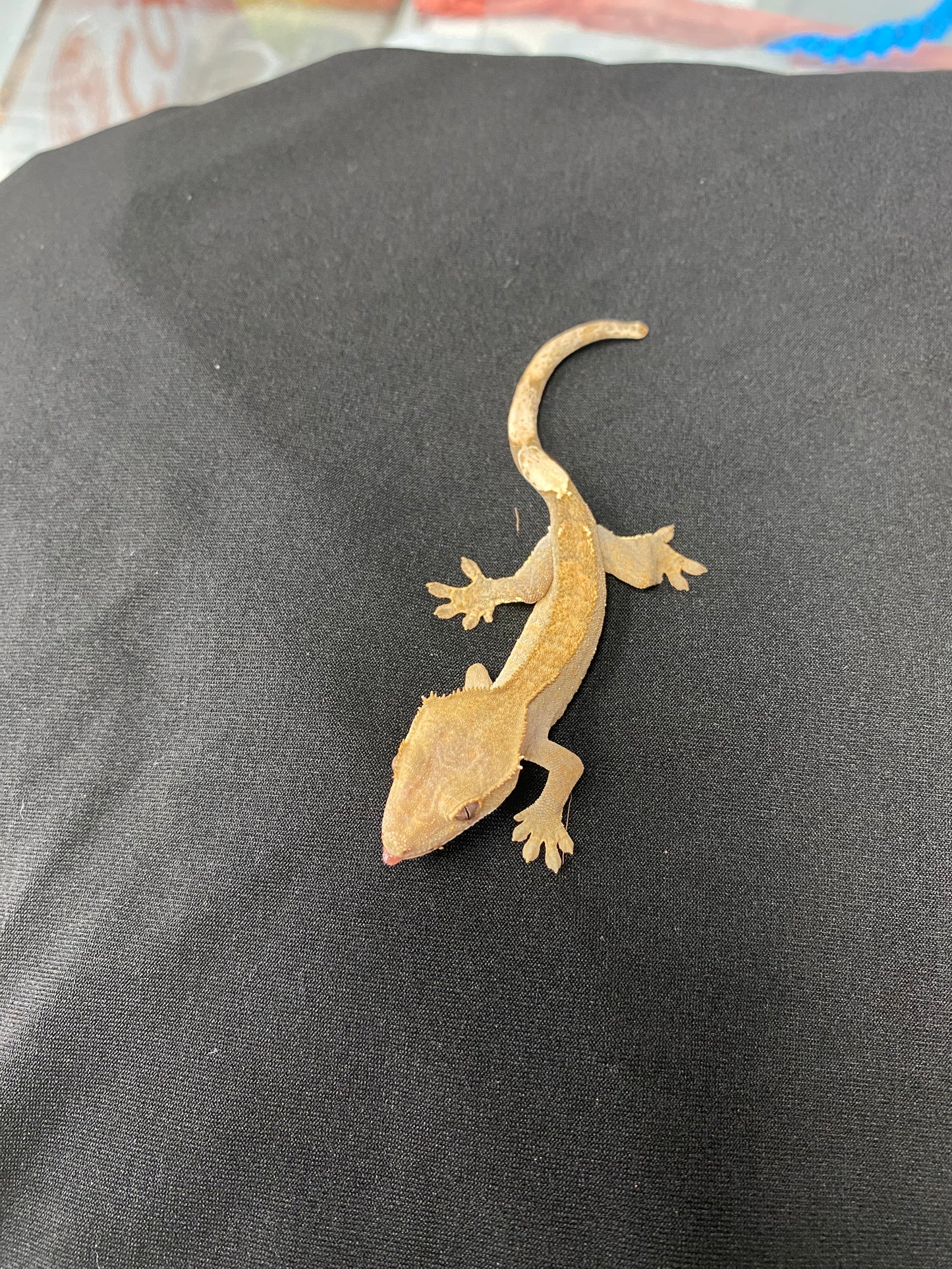 Crested Gecko - Patternless - Unknown