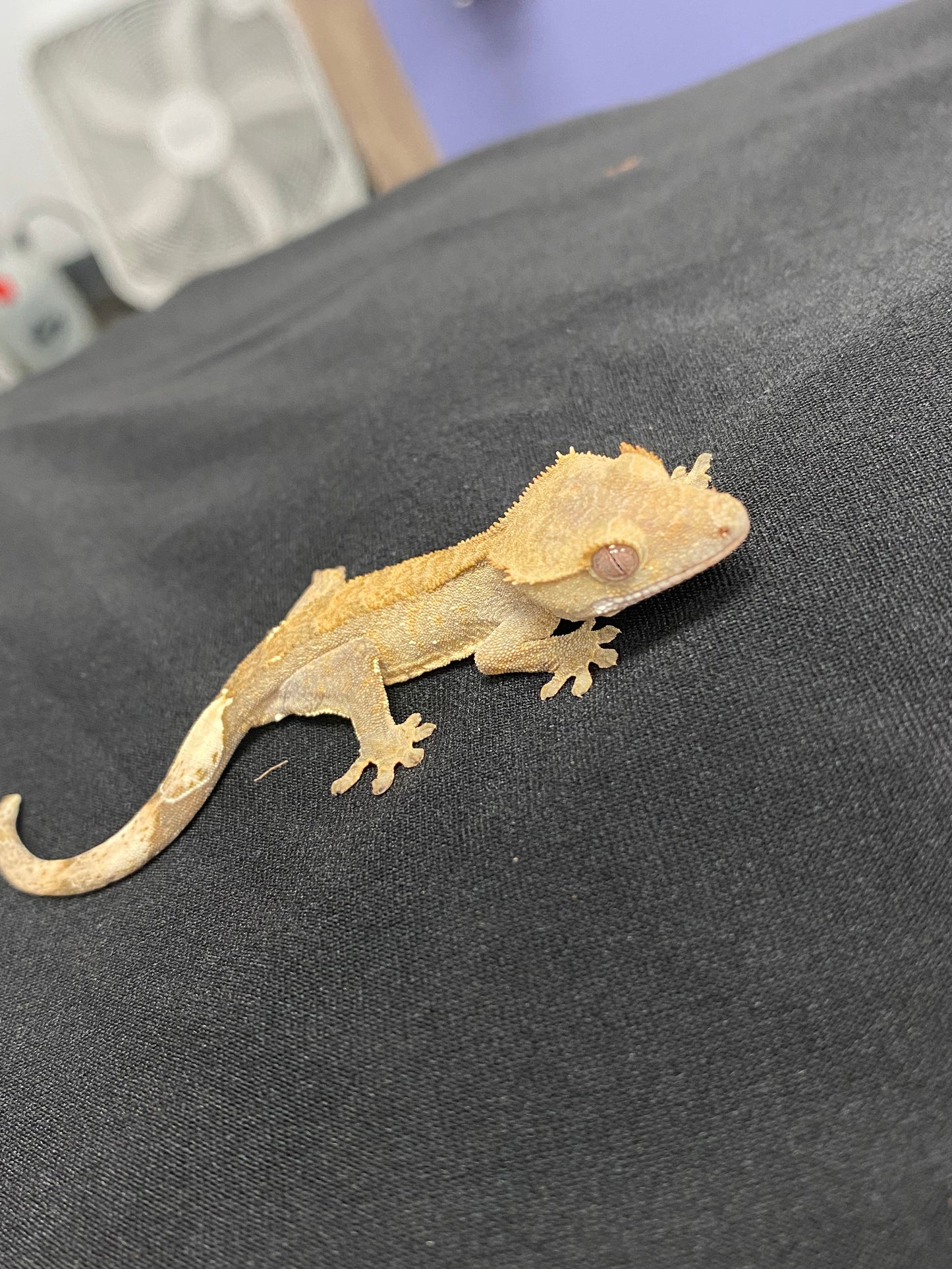 Crested Gecko - Patternless - Unknown