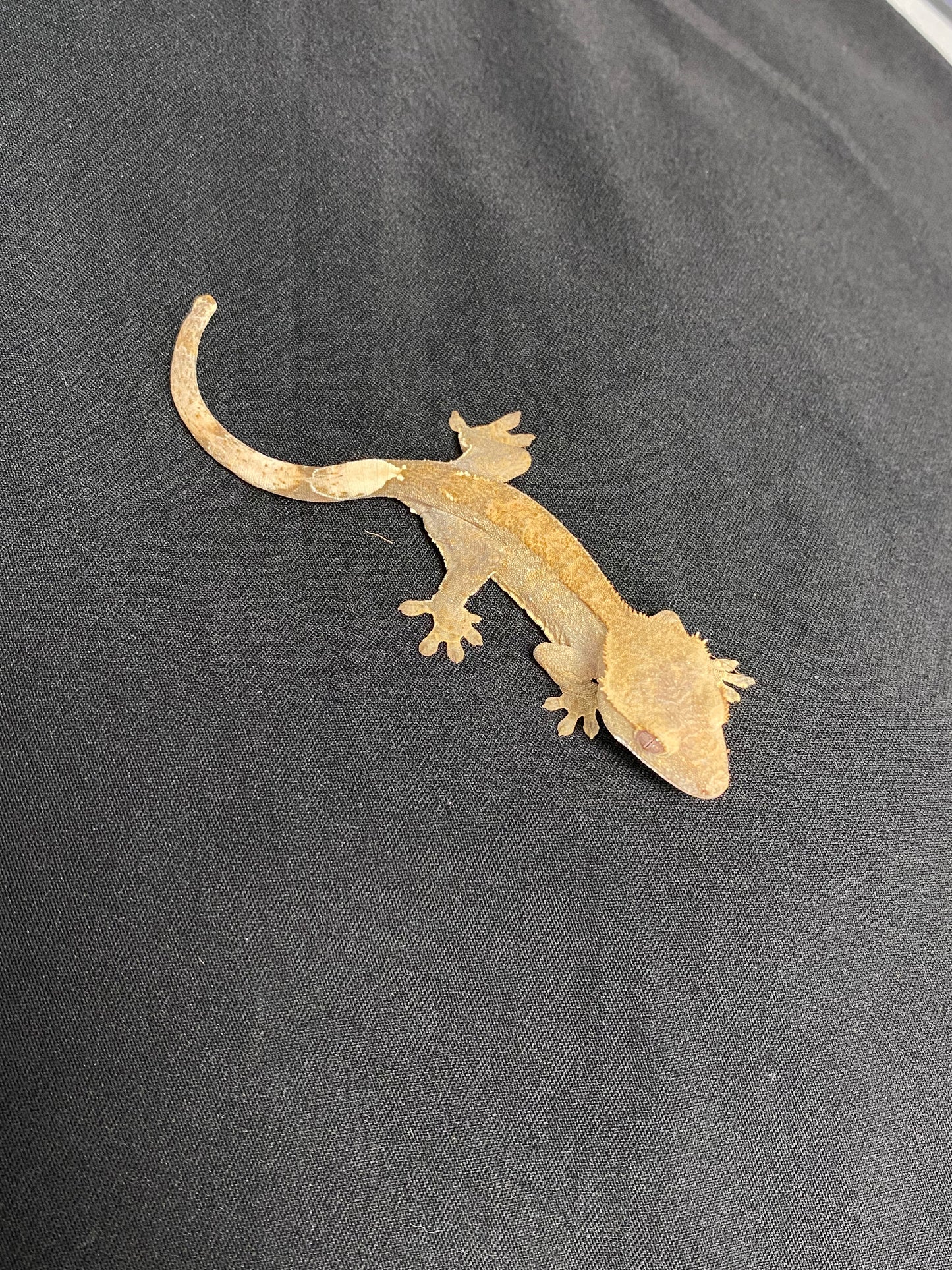 Crested Gecko - Patternless - Unknown