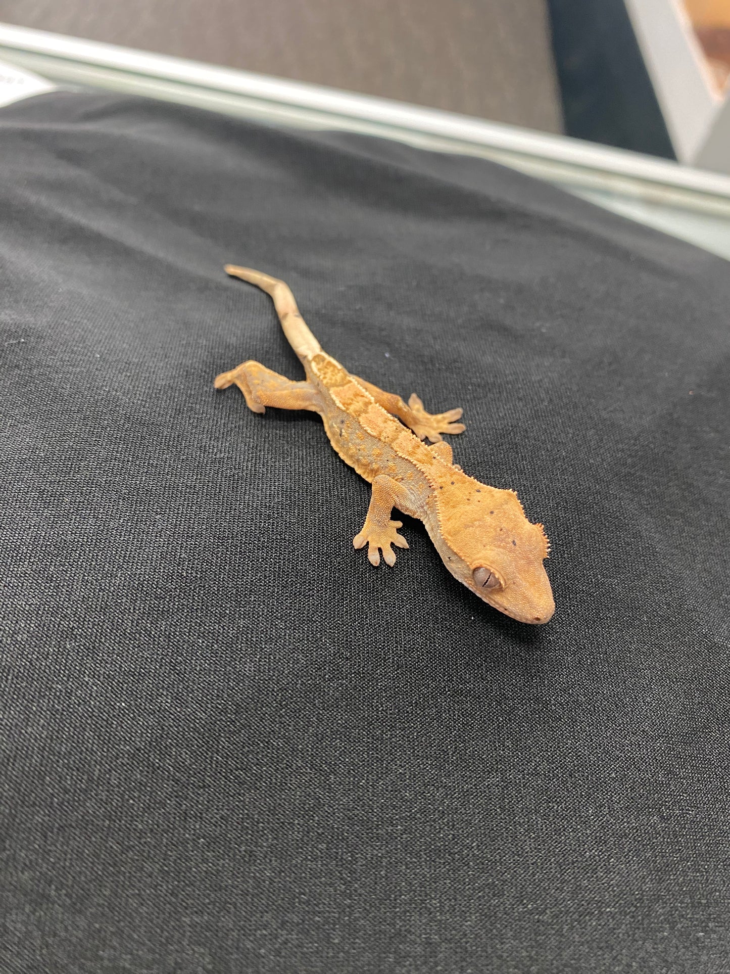 Crested Gecko - Harlequin Dalmatian Part. Pinstripe - Unknown