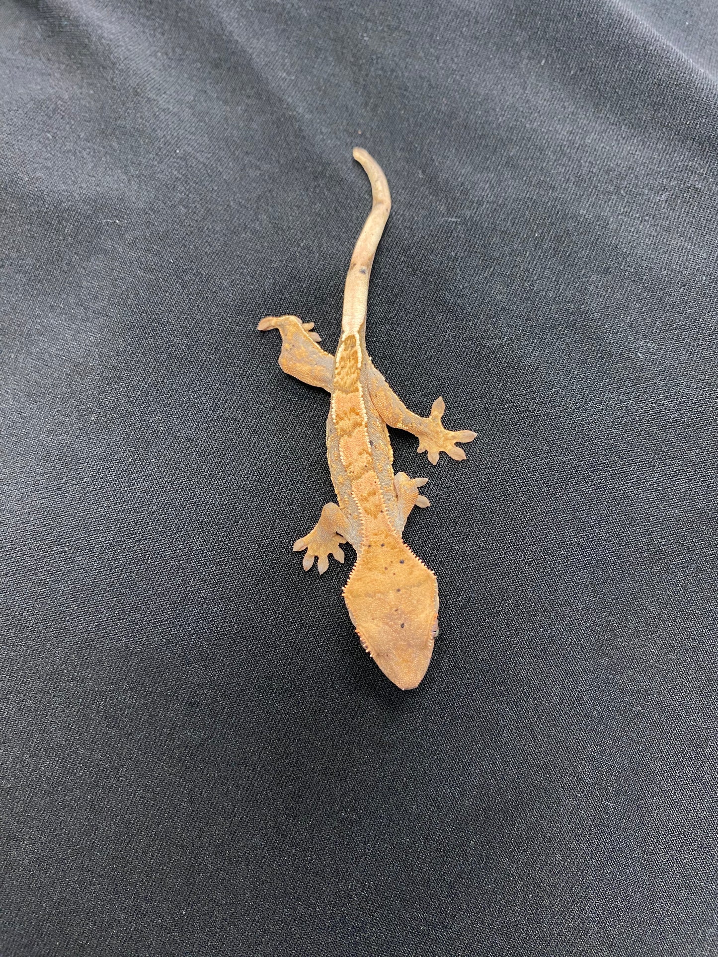 Crested Gecko - Harlequin Dalmatian Part. Pinstripe - Unknown