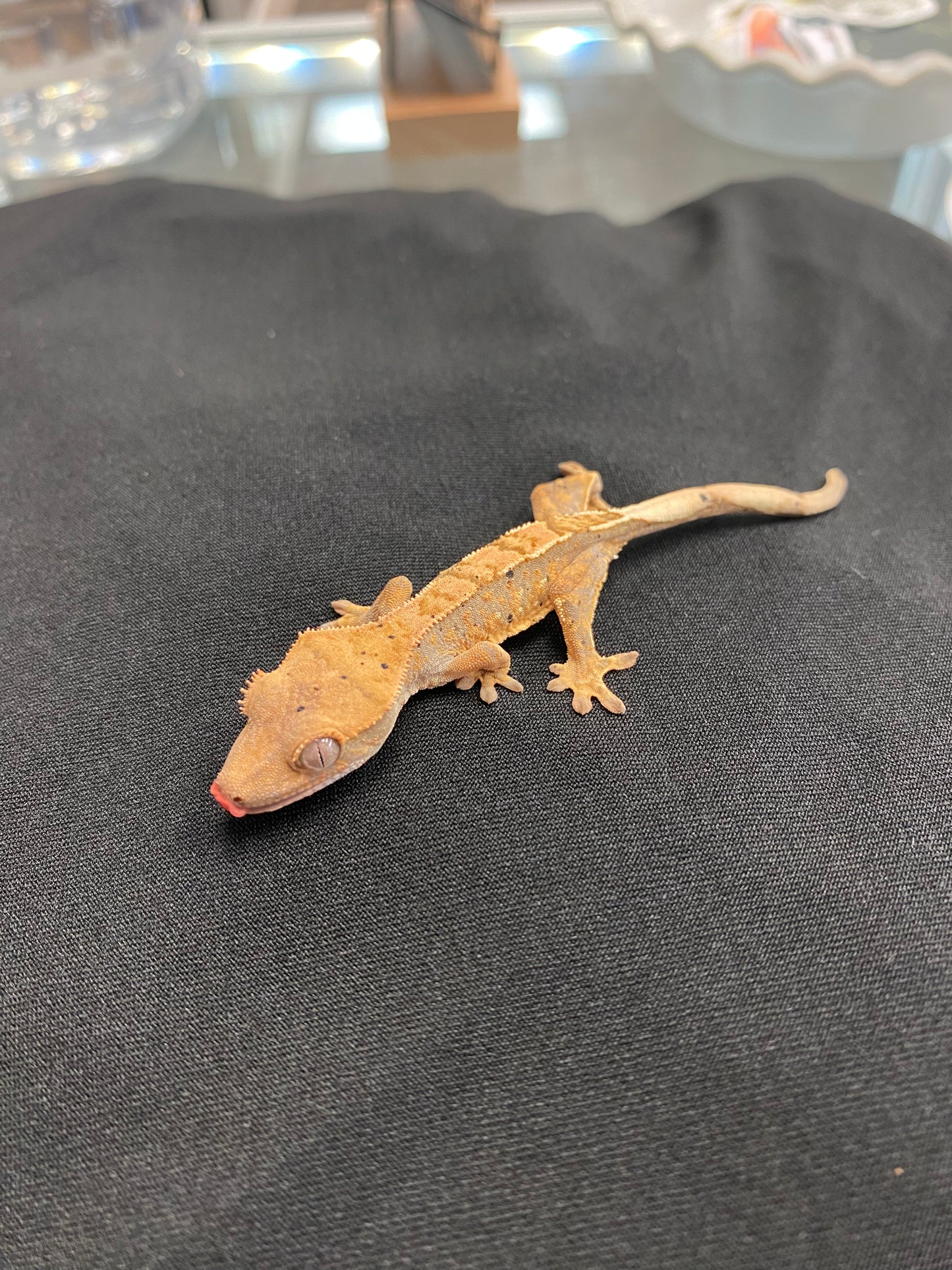 Crested Gecko - Harlequin Dalmatian Part. Pinstripe - Unknown