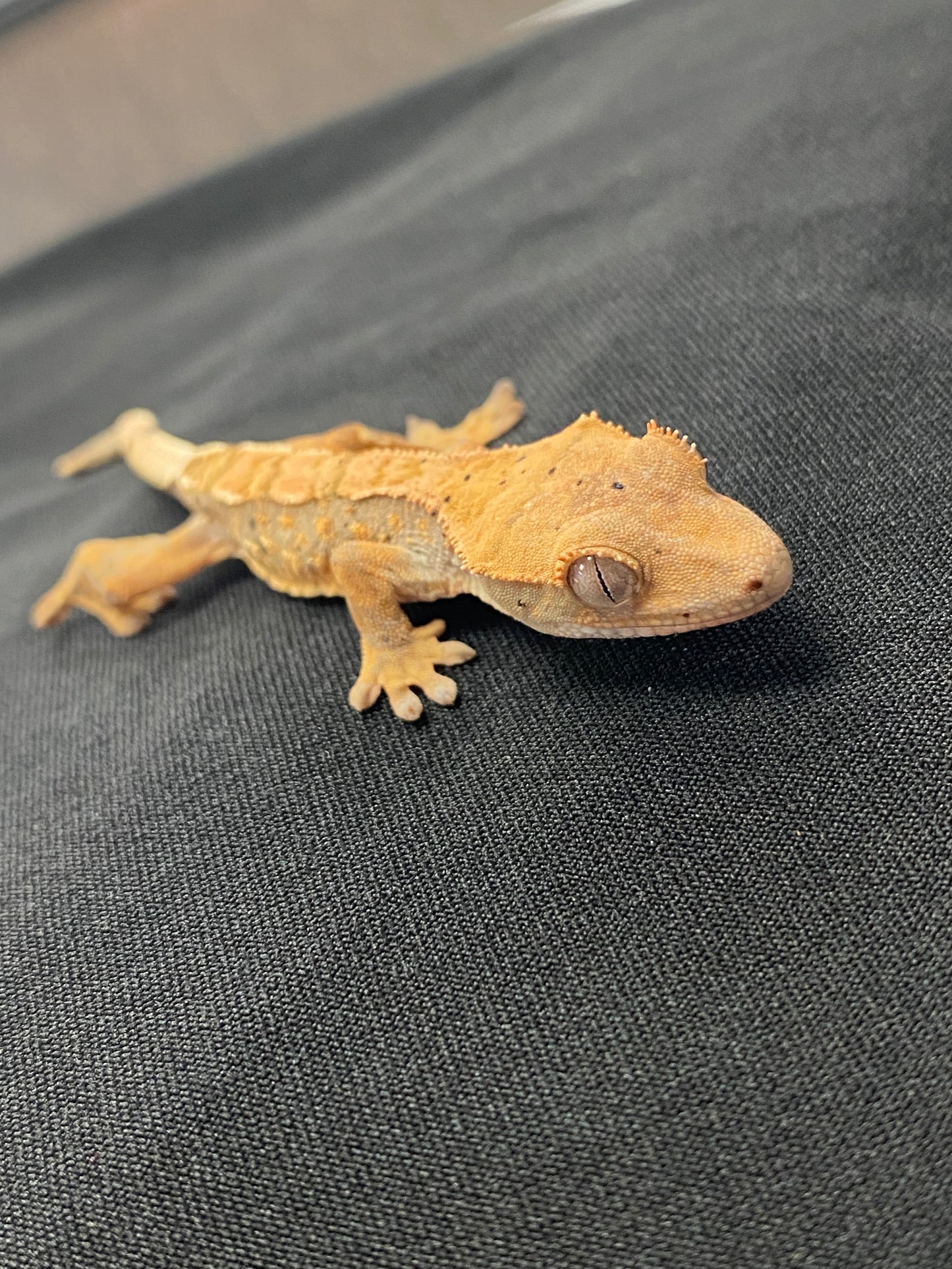 Crested Gecko - Harlequin Dalmatian Part. Pinstripe - Unknown