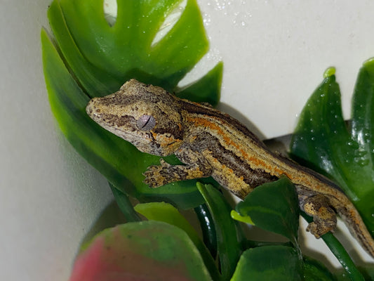 Gargoyle Gecko - Orange Stripe - Unknown
