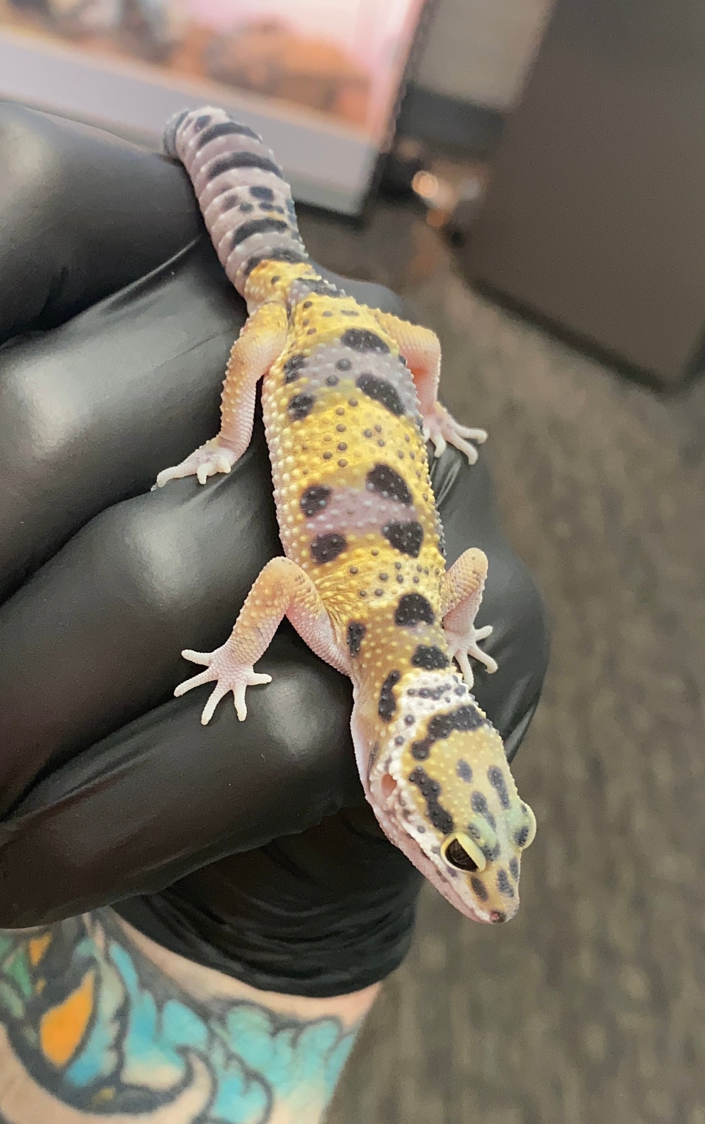 Leopard Gecko - High Yellow - Unknown