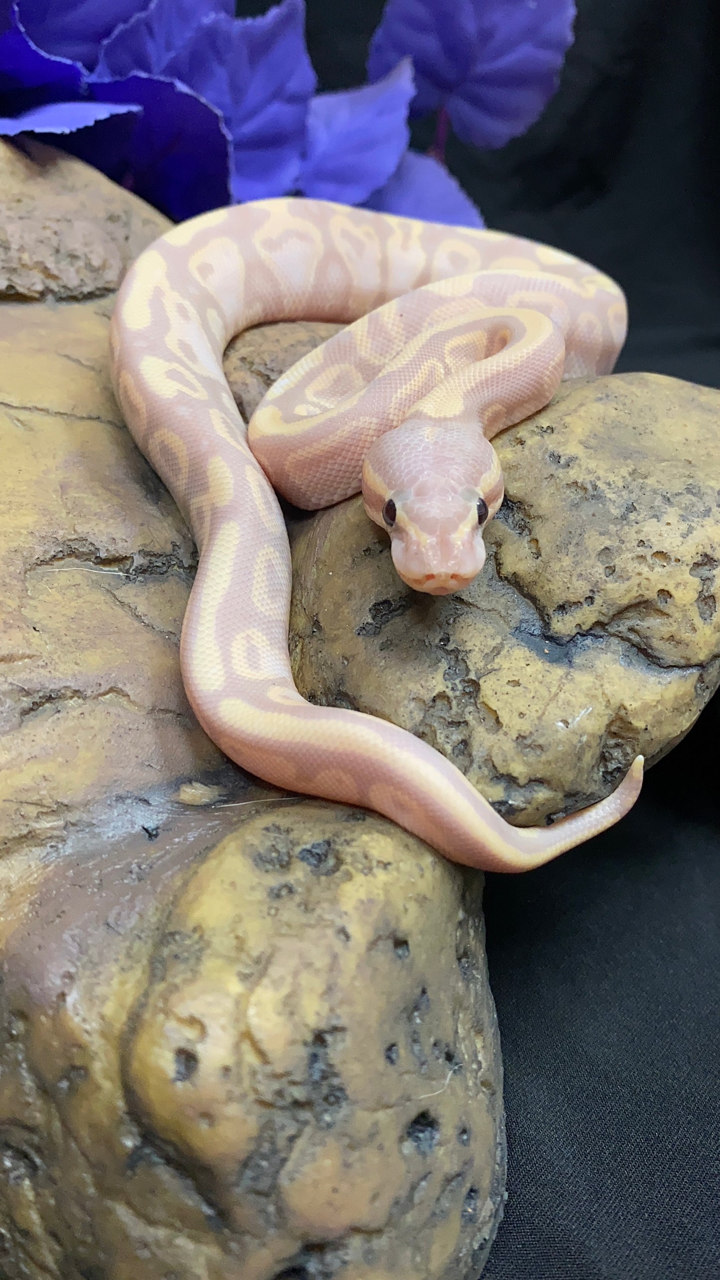 Ball Python - Banana Chocolate Fire Pos. Yellow Belly - Male