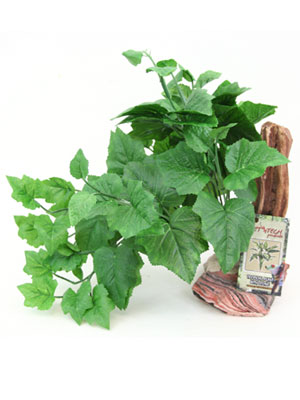 Tropical Plant on Stone with Branch