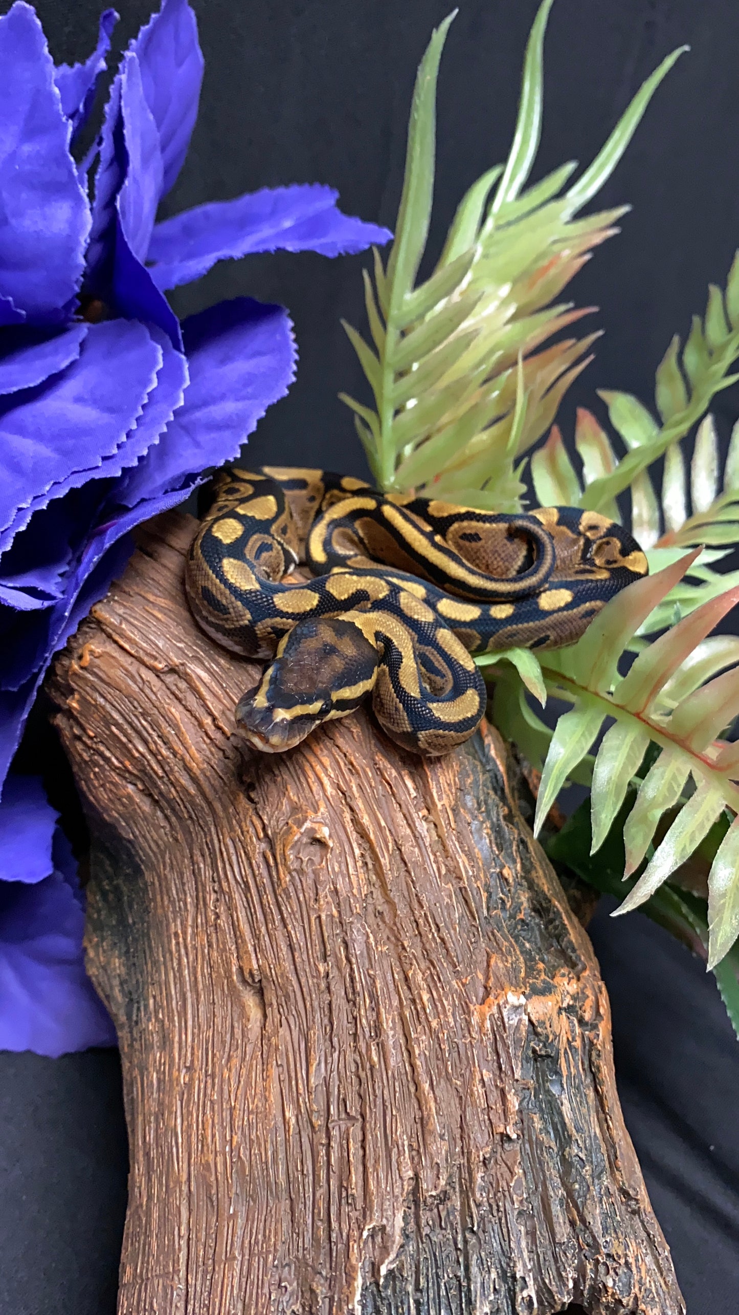Ball Python - Classic/Normal 100% Het Ultramel - Female