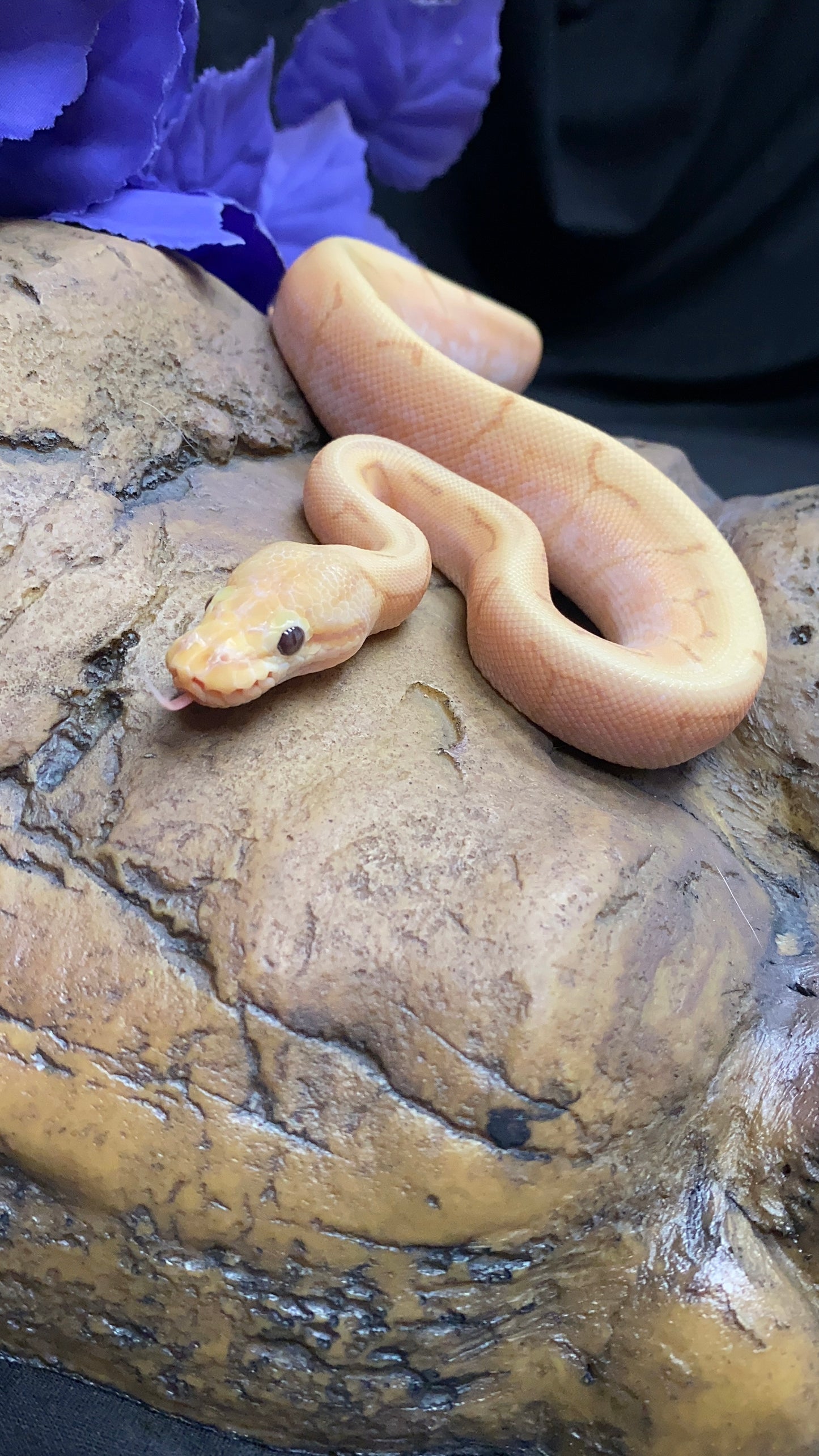 Ball Python - Banana Spider Pinstripe (Spinner) Enchi/Lori - Female