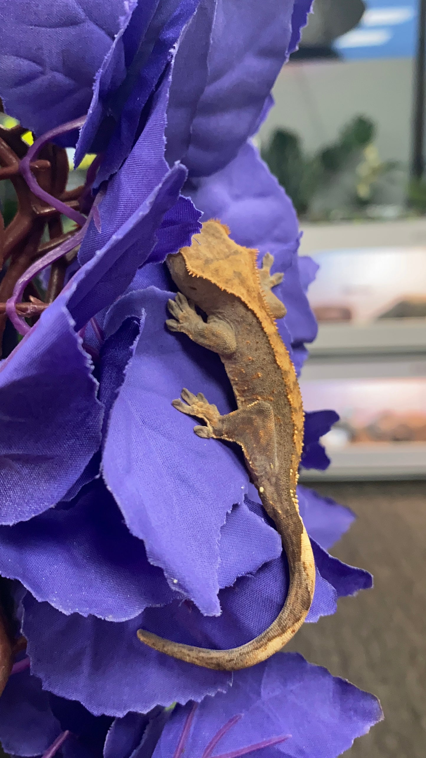Crested Gecko - Flame - Pos. Male