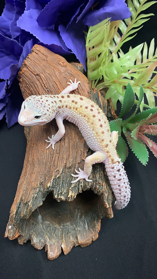 Leopard Gecko - Bell Albino Eclipse (Radar) - Male
