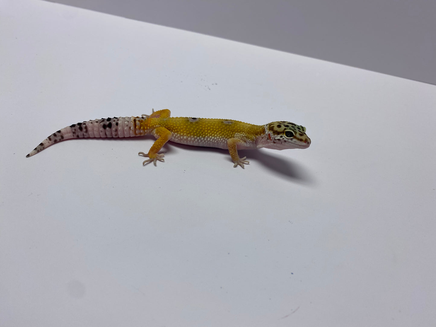 Leopard Gecko - Hypo Tangerine - Pos. Female