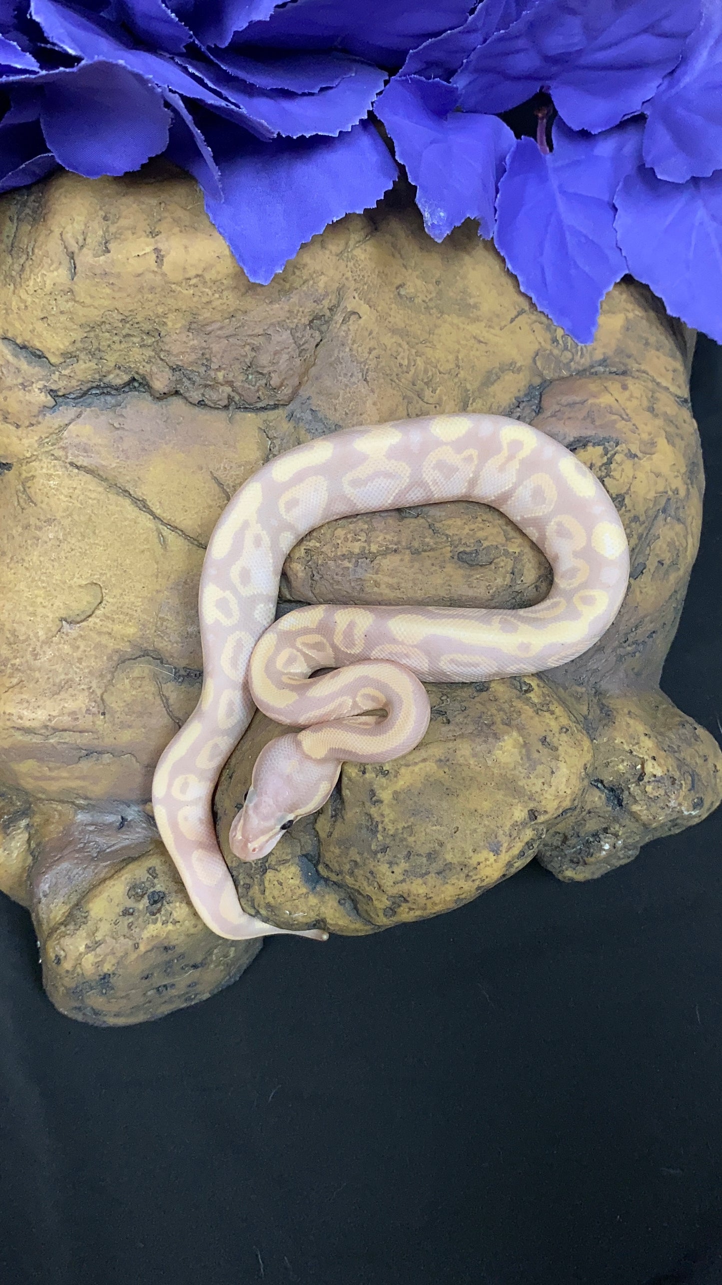 Ball Python - Banana Chocolate Fire Pos. Yellow Belly - Male
