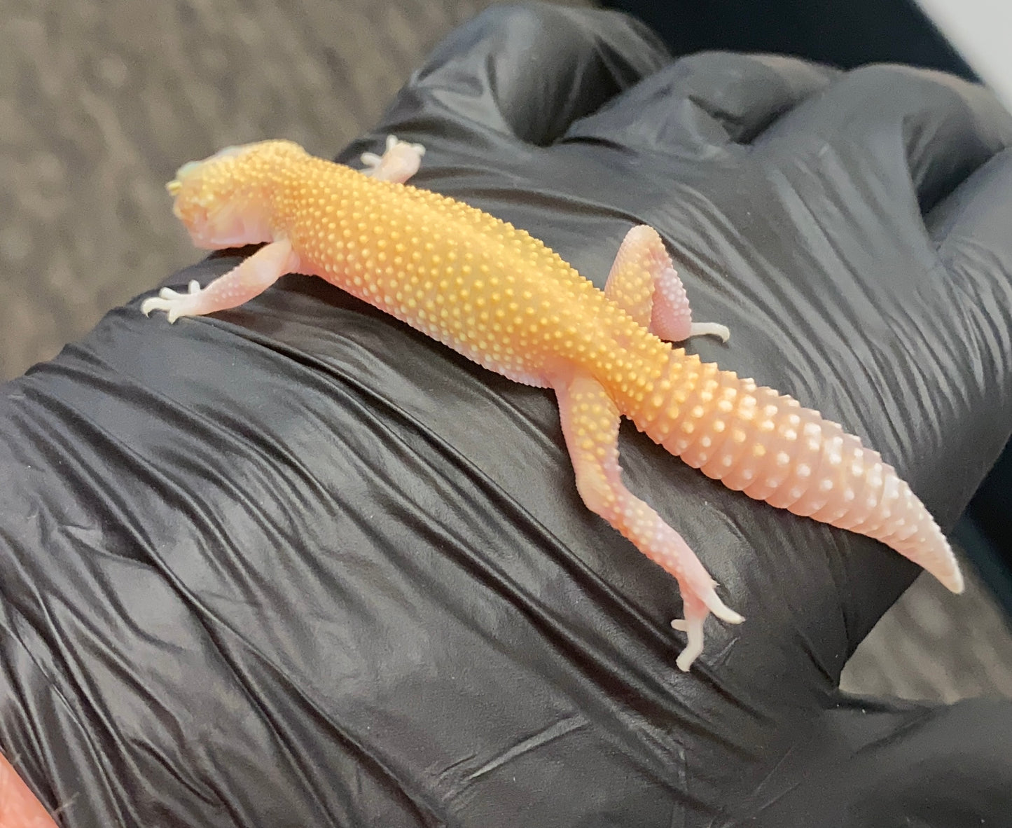 Leopard Gecko - Hypo Jungle Designer - Unknown