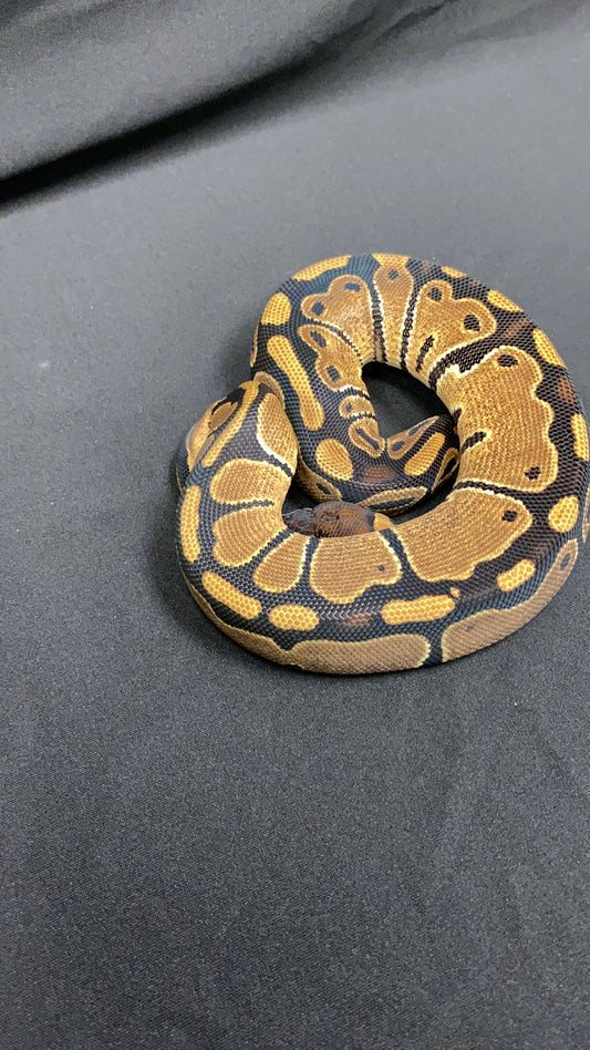 Ball Python - Het Red Axanthic (HRA) Het Pied - Female