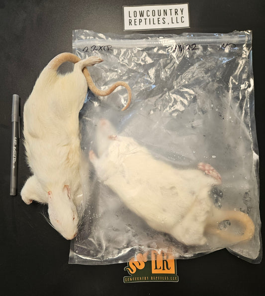 Froshis Rats Frozen Rats – Lowcountry Reptiles