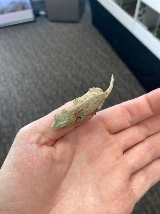 Gargoyle Gecko - Orange Stripe - Unknown