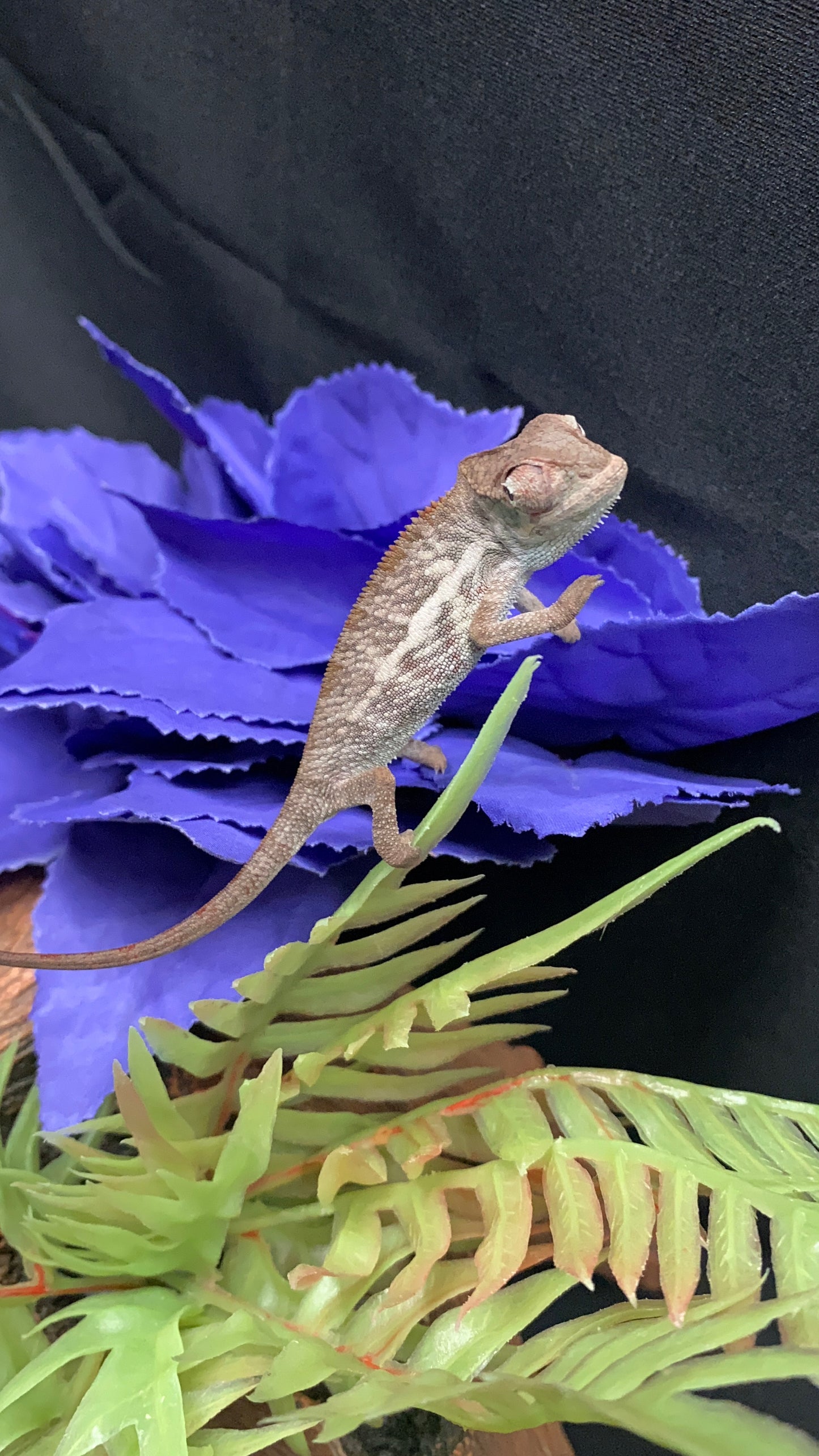 Baby Ambanja Panther Chameleon - Unknown