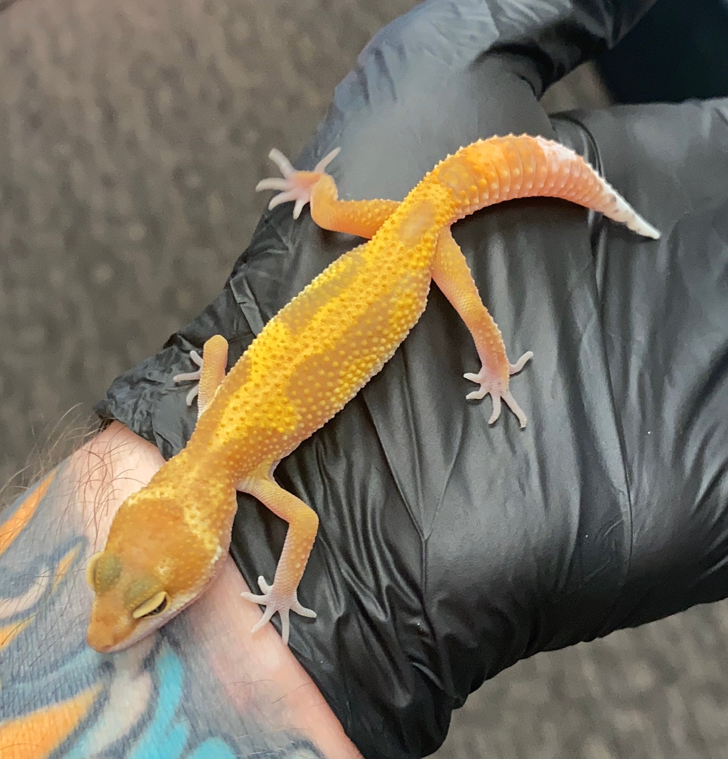 Leopard Gecko - Raptor (Tremper Albino Eclipse) - Unknown
