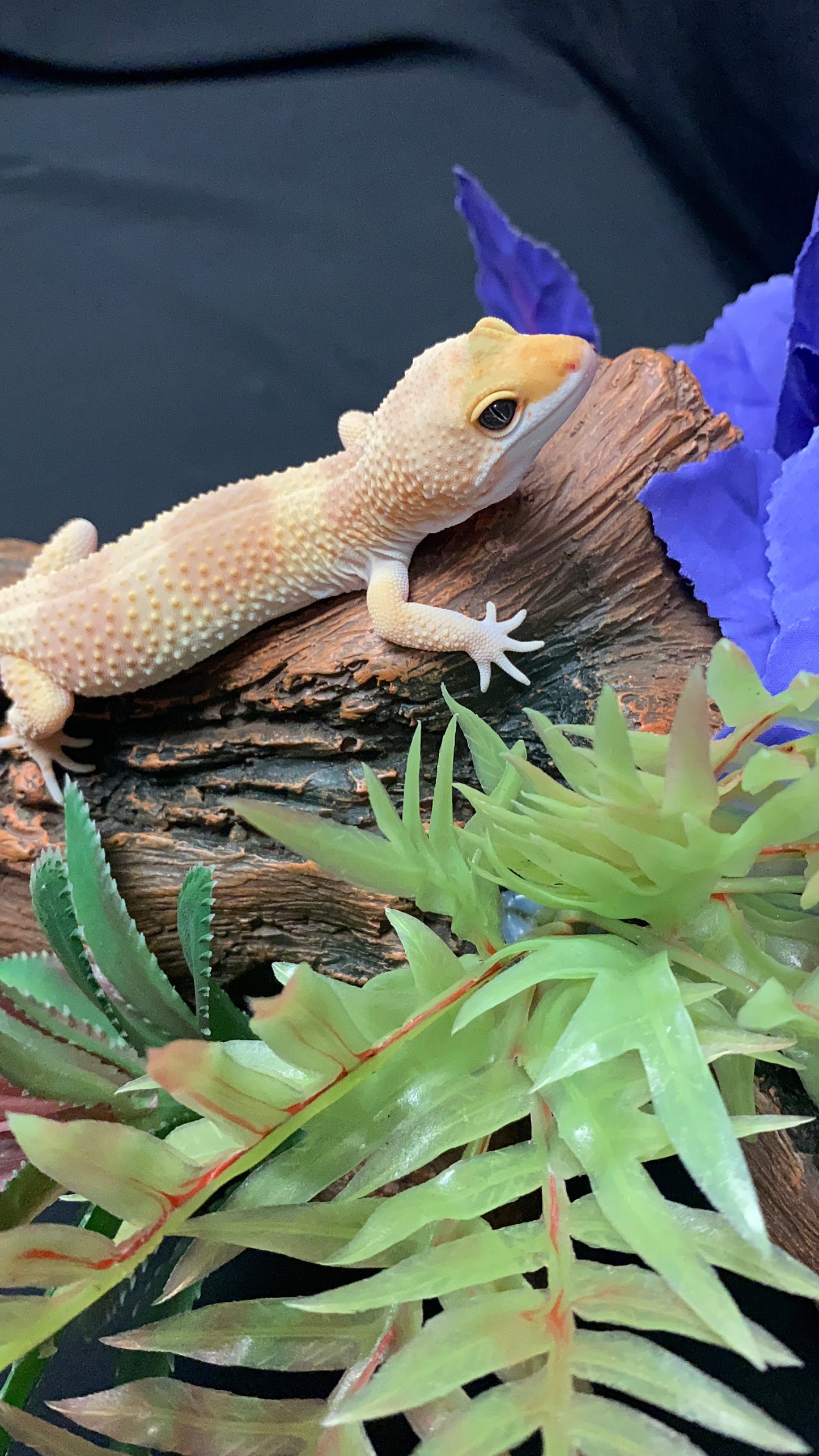 Leopard Gecko - Super Hypo Tangerine - Female