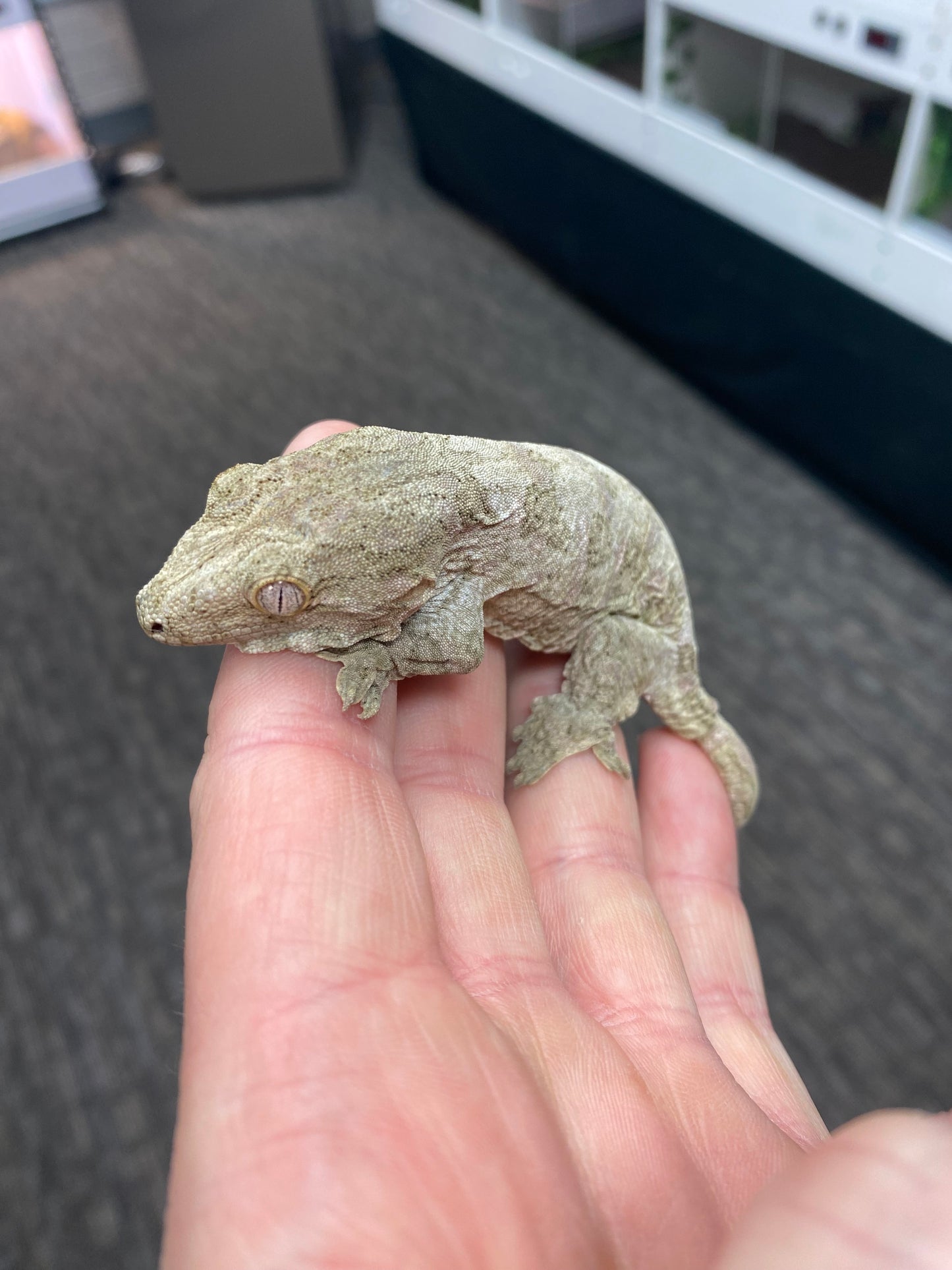 Leachianu Gecko - Pine Island x Nuu Ana - Unknown