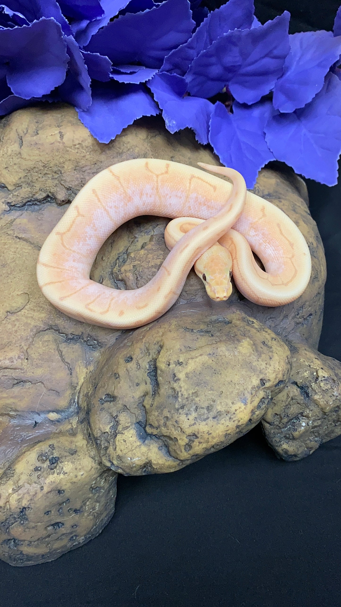 Ball Python - Banana Spider Pinstripe (Spinner) Enchi/Lori - Female