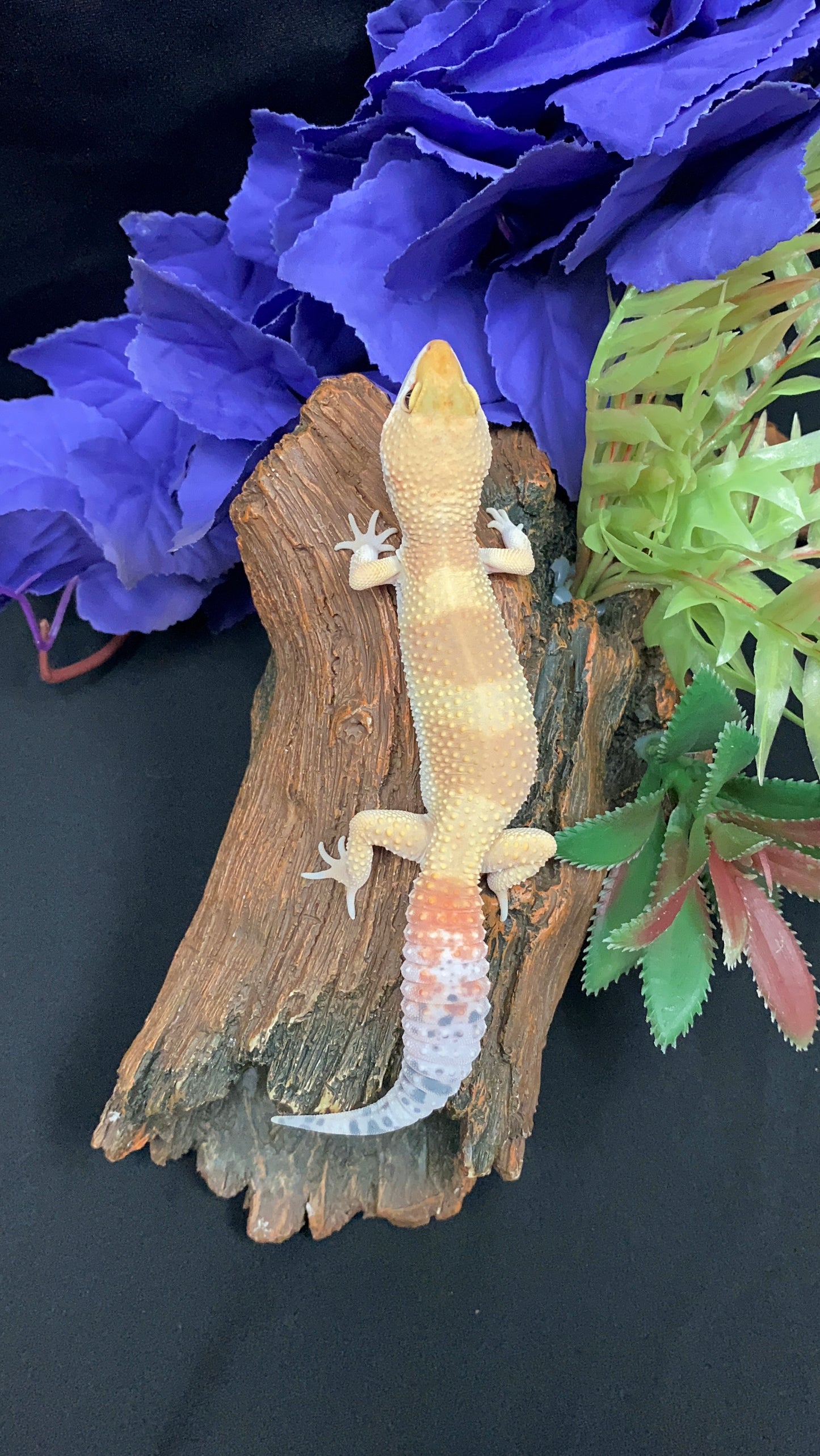 Leopard Gecko - Super Hypo Tangerine - Female