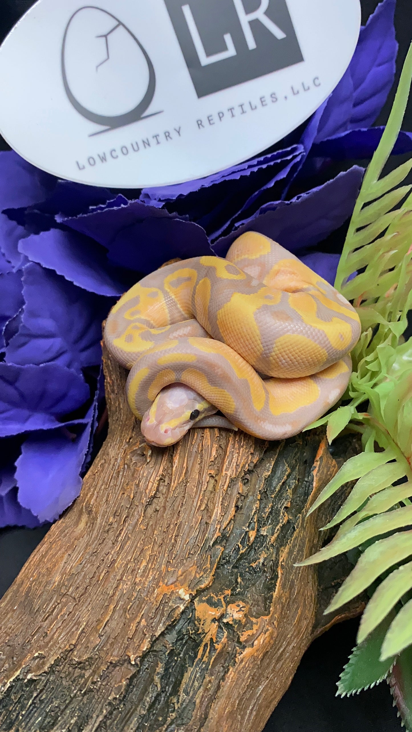Ball Python - Coral Glow 100% Het Albino 66% Het Pied - Male