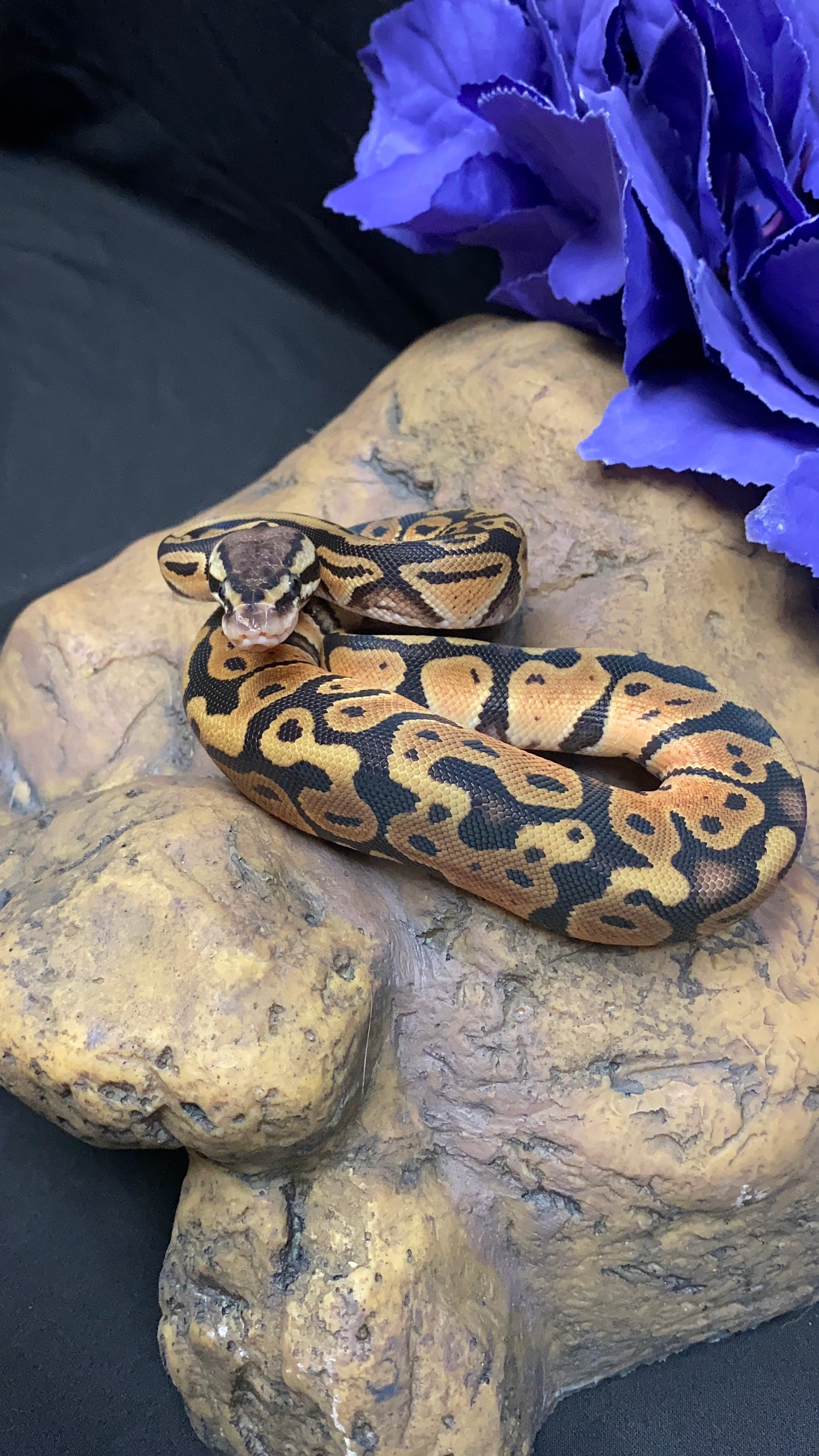 Ball Python - Pastel 100% Het Ghost 50% Het Ultramel - Male