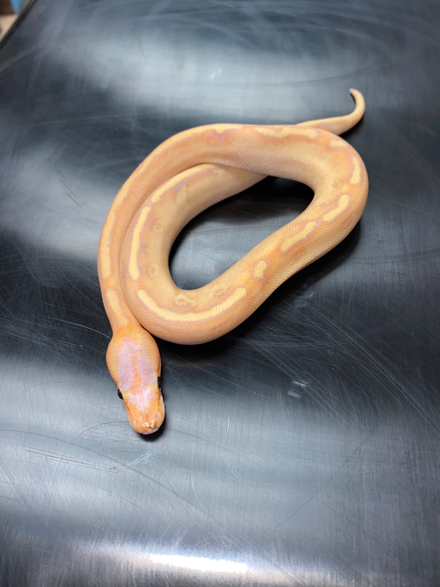 Ball Python - Banana Champagne 100% Het Ghost - Male