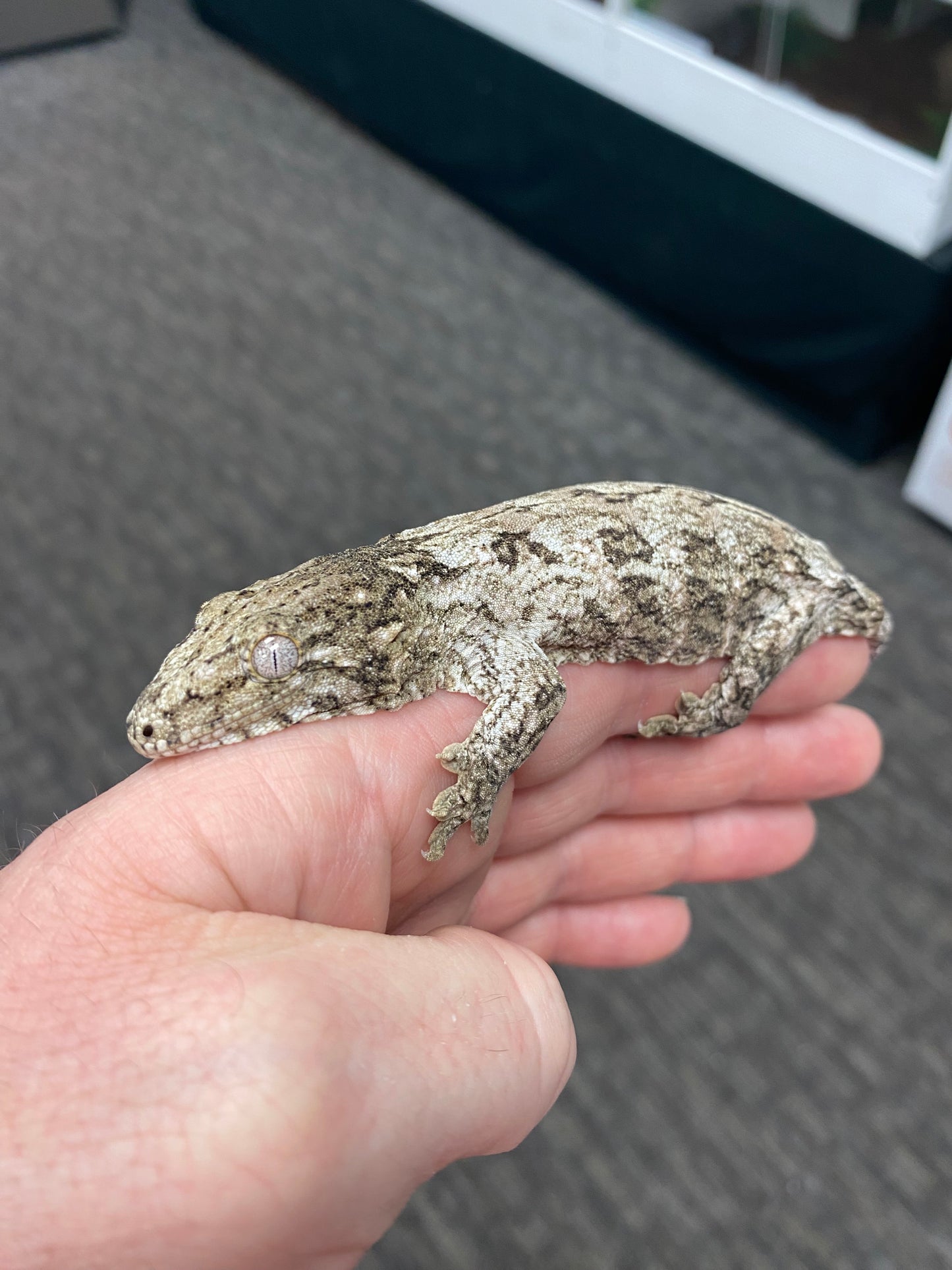 Leachianu Gecko - Pine Island x Grande Terre (GT) - Unknown