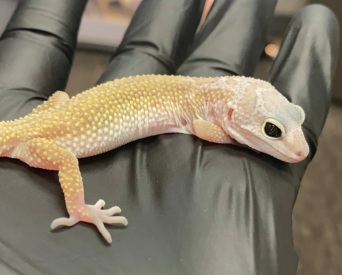 Leopard Gecko - Leucistic (Patternless) - Unknown