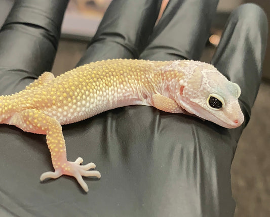 Leopard Gecko - Leucistic (Patternless) - Unknown