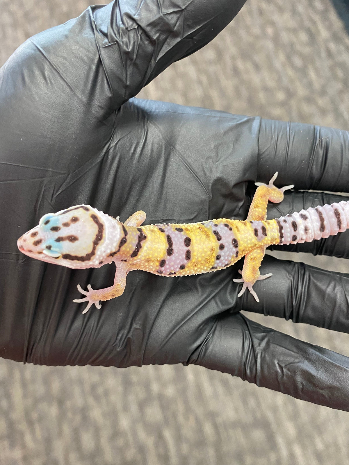 Leopard Gecko - High Yellow - Unknown