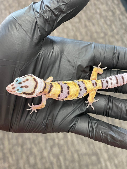 Leopard Gecko - High Yellow - Unknown
