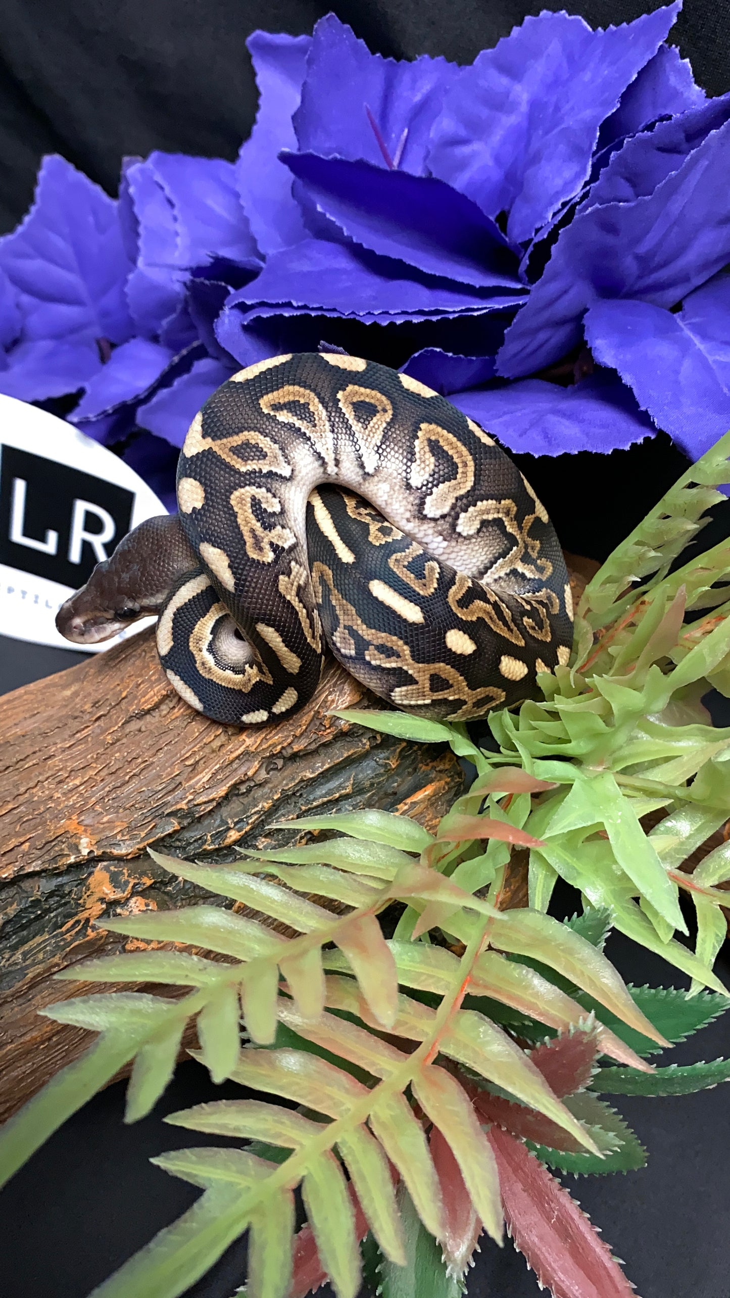 Ball Python - Cinnamon Mystic - Female