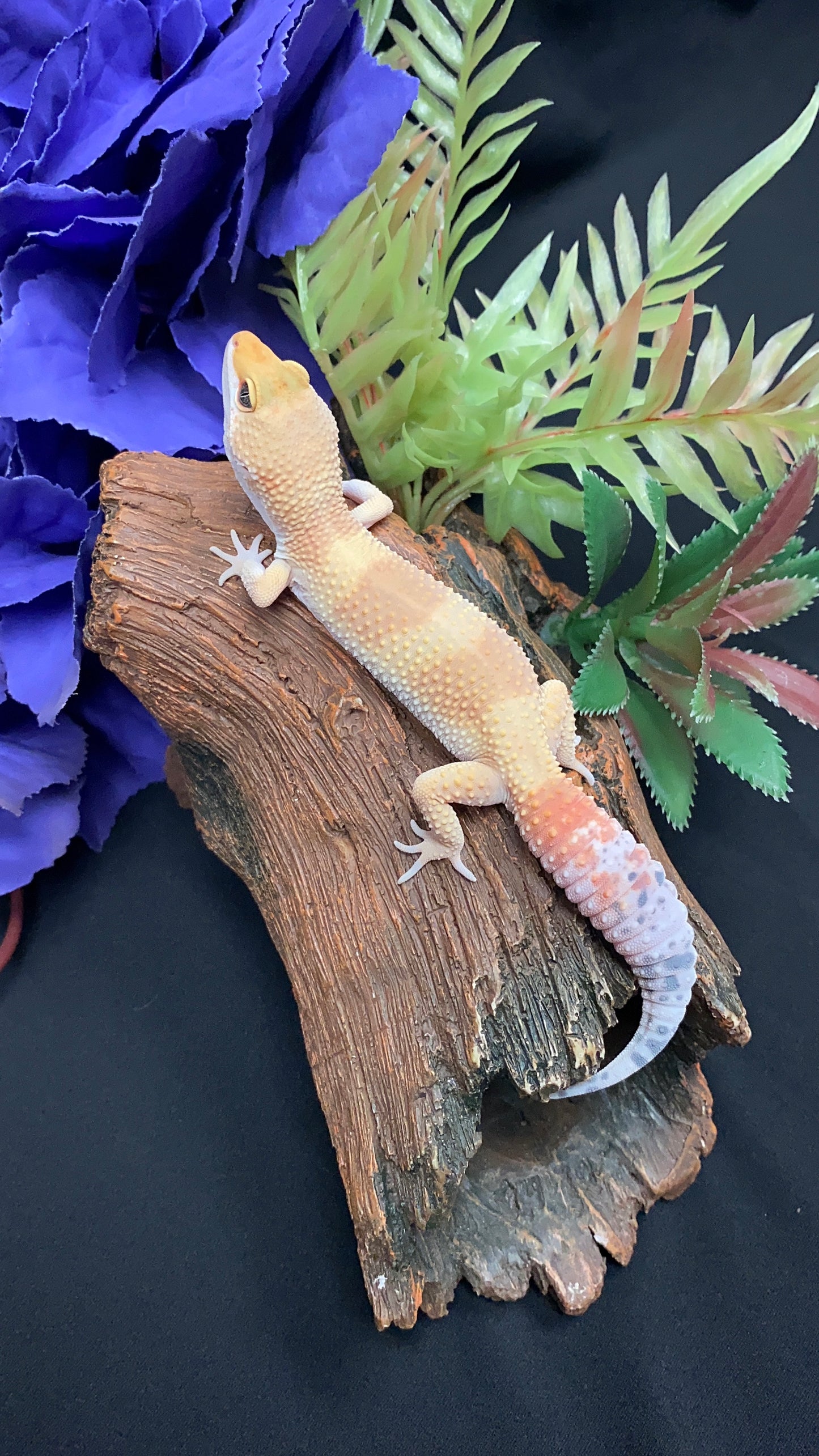 Leopard Gecko - Super Hypo Tangerine - Female