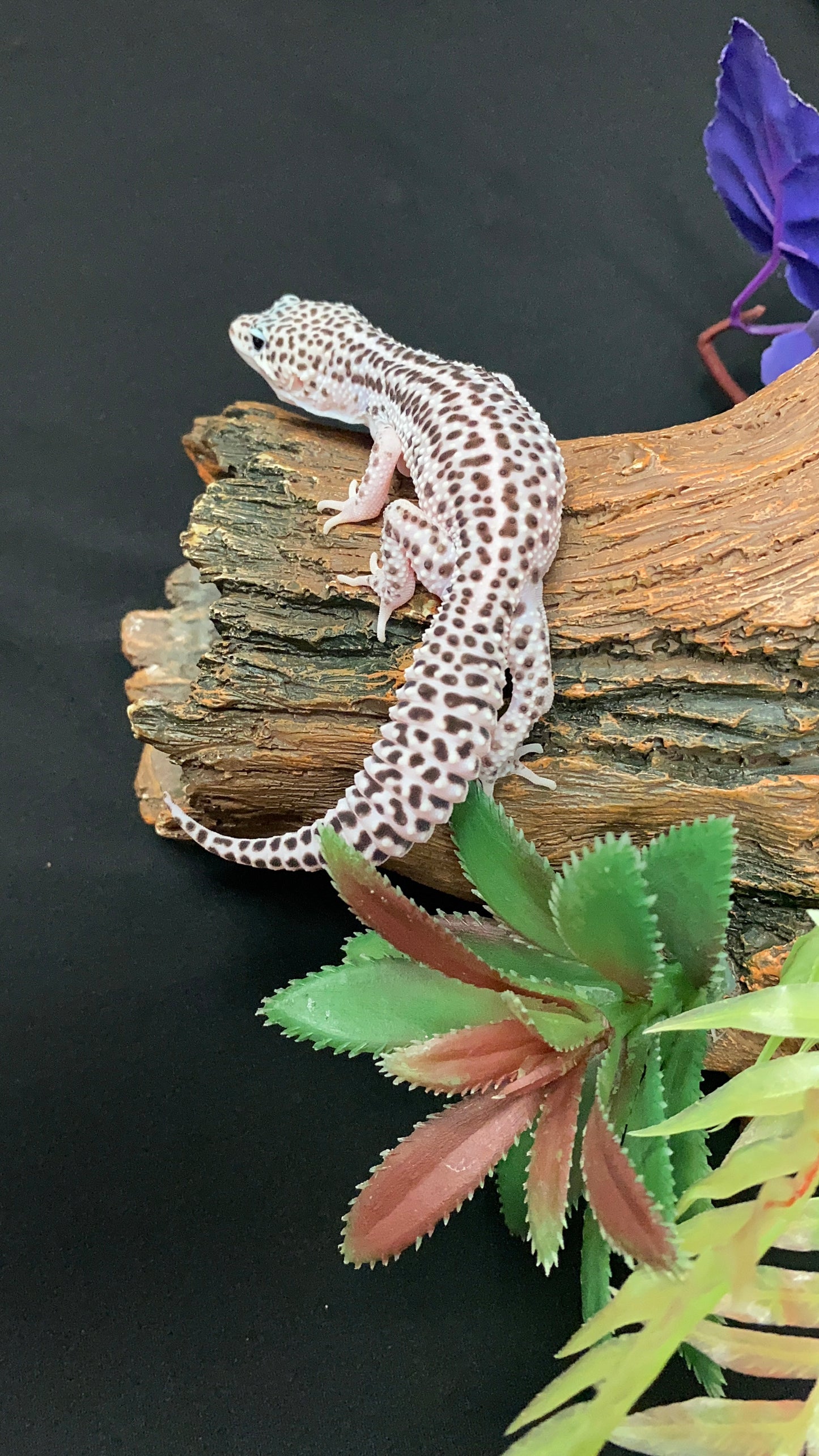 Leopard Gecko - Super Mack Snow - Male