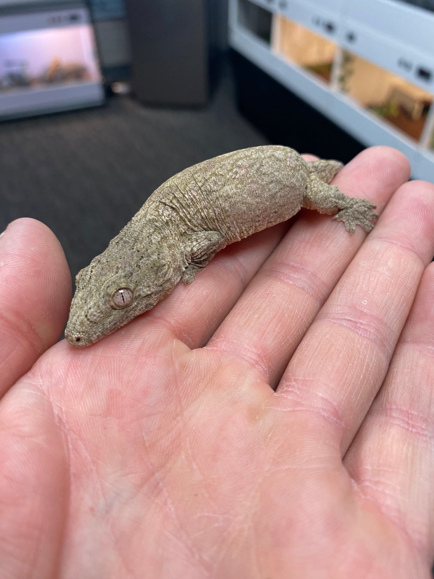 Leachianu Gecko - Nuu Ana x Nuu Ami/Grande Terre (GT) - Unknown