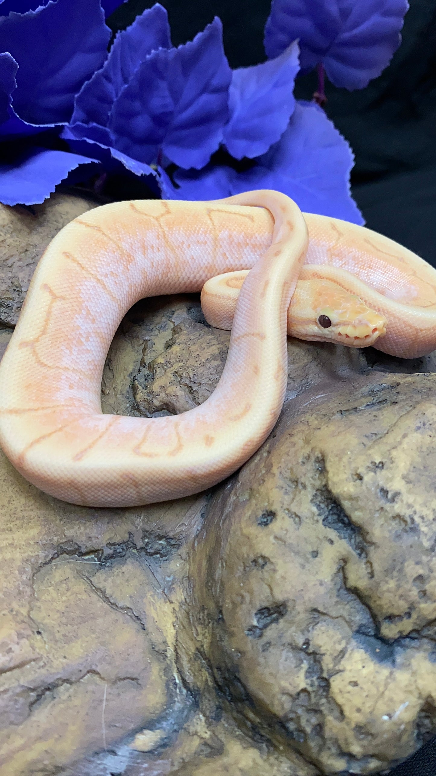 Ball Python - Banana Spider Pinstripe (Spinner) Enchi/Lori - Female