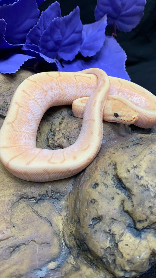 Ball Python - Banana Spider Pinstripe (Spinner) Enchi/Lori - Female