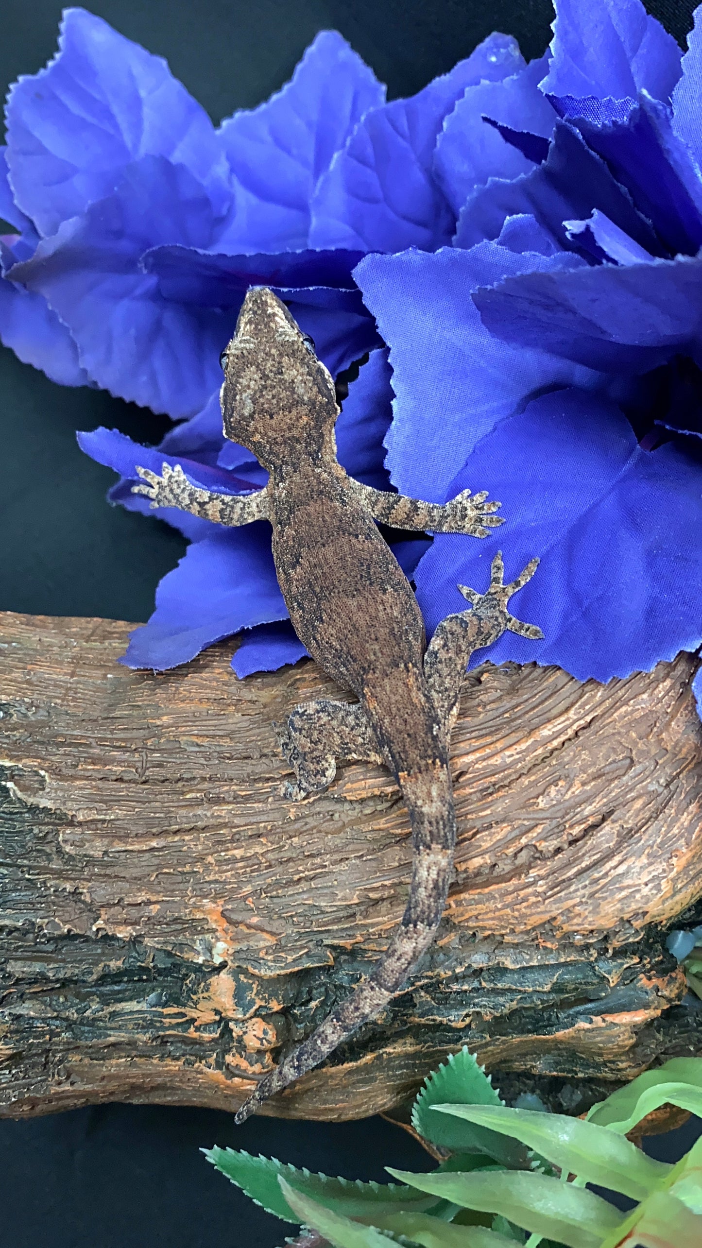 Gargoyle Gecko - Reticulated - Pos. Male - ReticVP0225