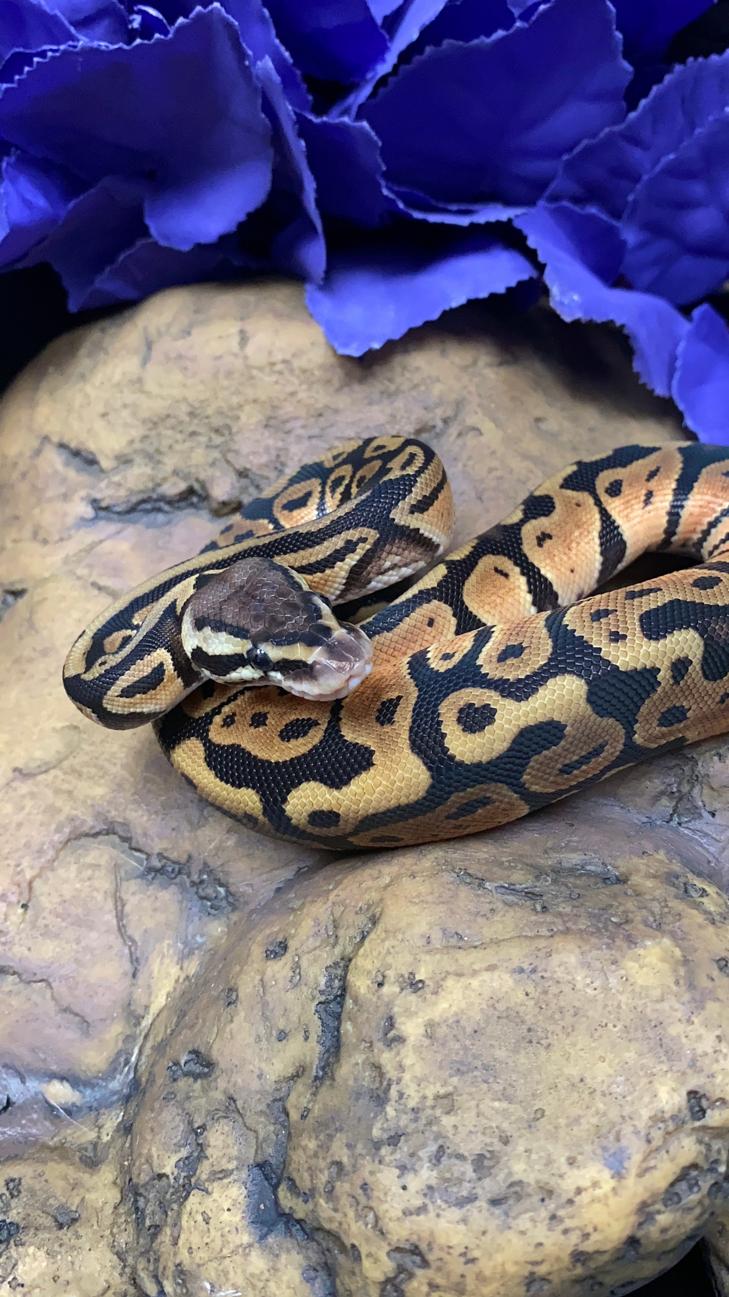Ball Python - Pastel 100% Het Ghost 50% Het Ultramel - Male