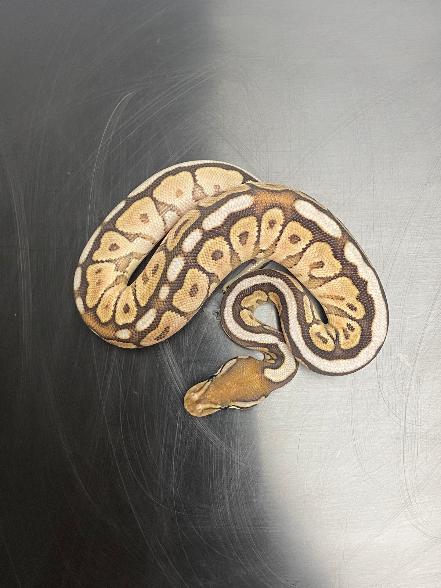 Ball Python - Cinnamon Mojave Spider - Male