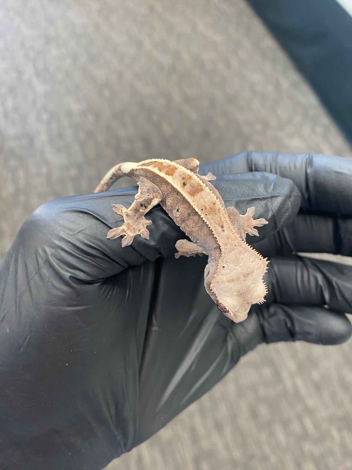 Crested Gecko - Cappuccino - Unknown