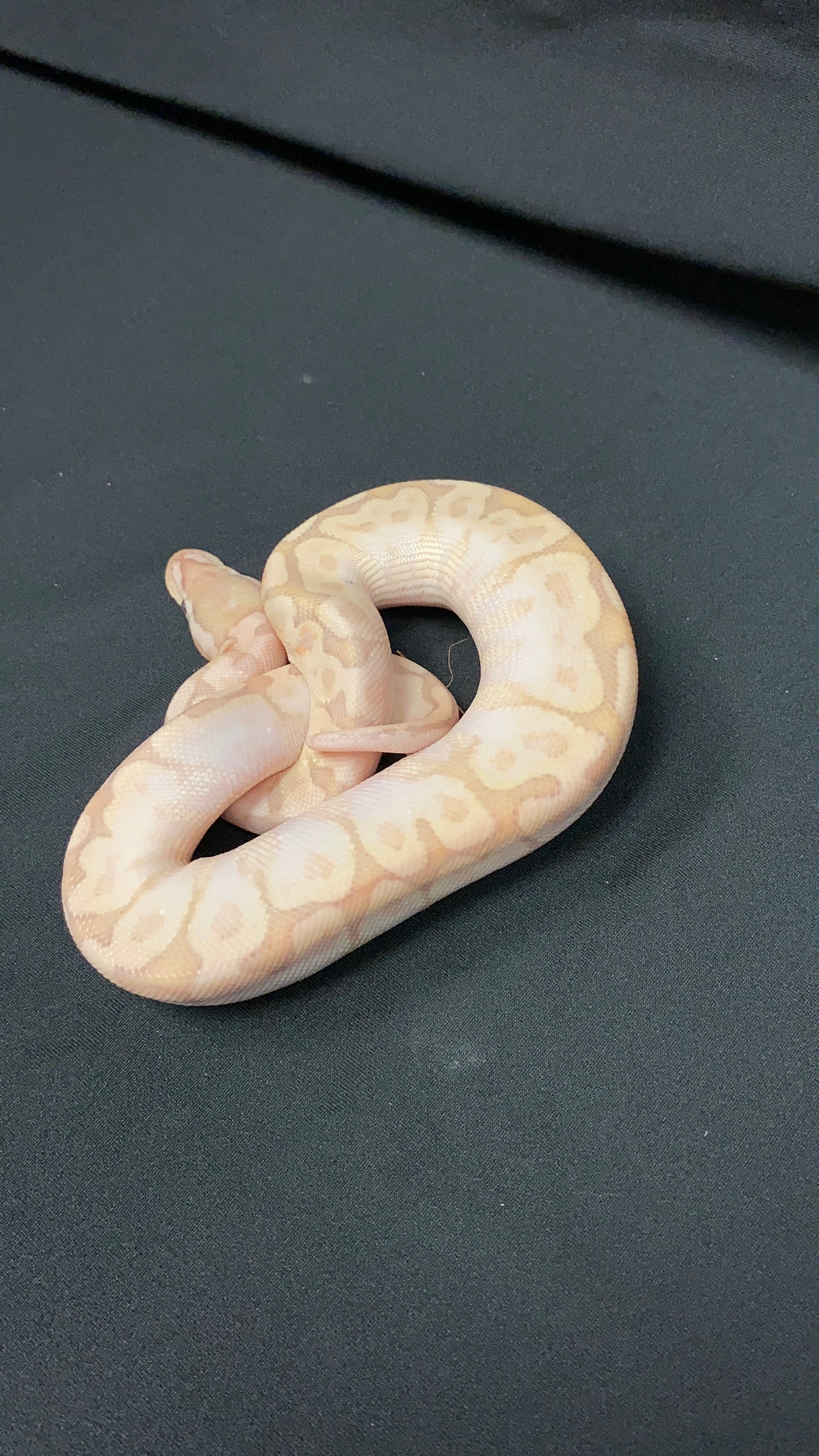 Ball Python - Pastel Bamboo Yellow Belly pos. Banana - Female