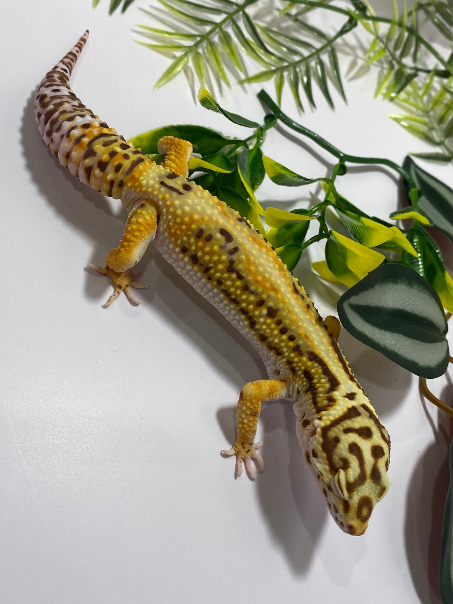 Leopard Gecko - Bold Bell Albino Pos. Het Eclipse - Male - LG-71522
