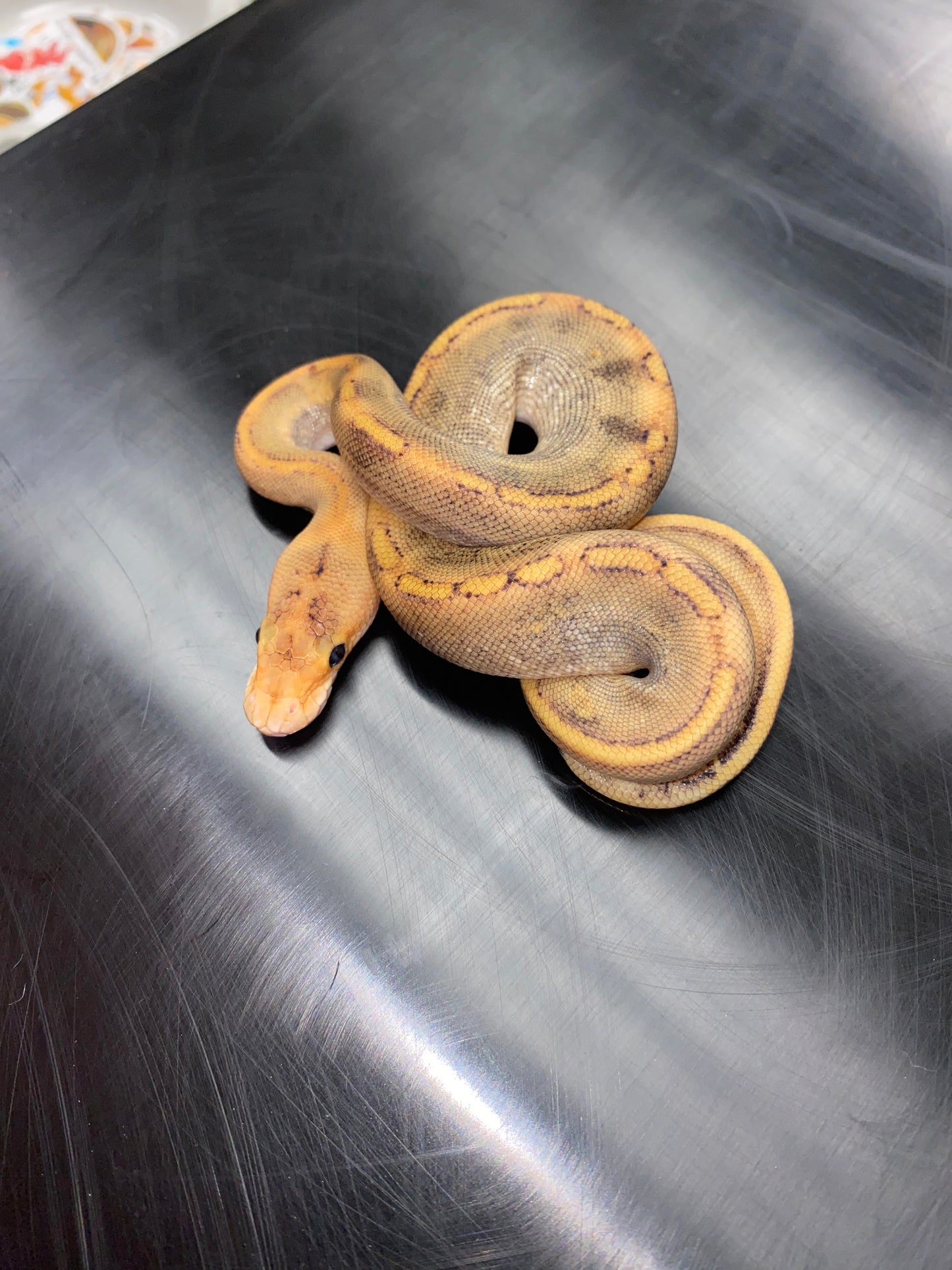 Ball Python - Champagne 100% Het Ghost - Female