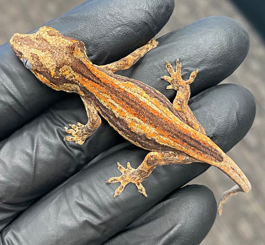 Gargoyle Gecko - Orange Stripe - Unknown