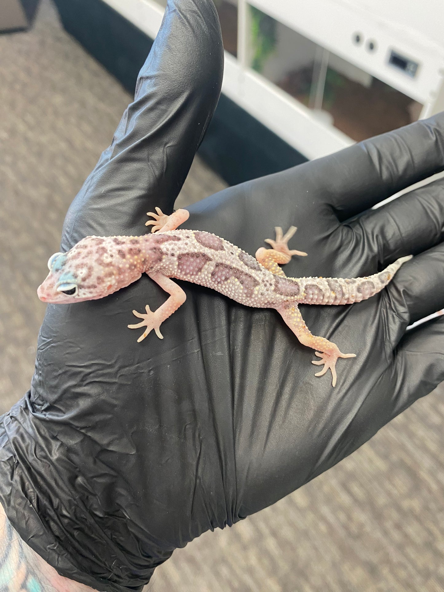 Leopard Gecko - Mack Snow Jungle - Pos. Female